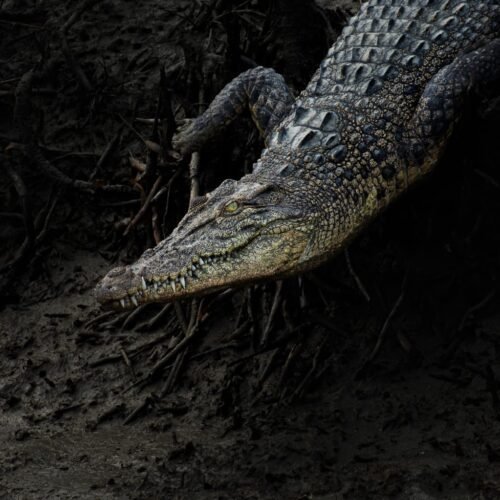 Discover the Sundarbans in Three Days