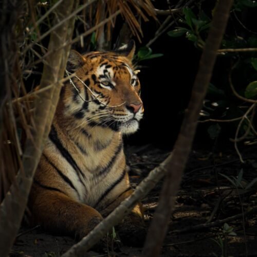 Explore the Sundarbans in One Day